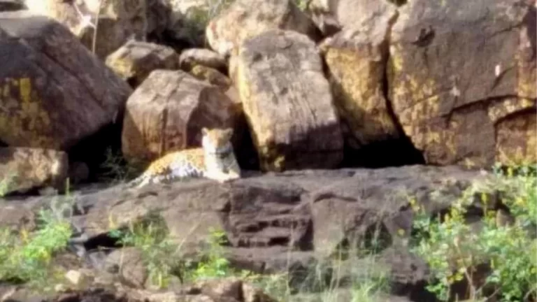 Indira, la yaguareté que enamoró a los turistas a pocos metros de las Cataratas del Iguazú