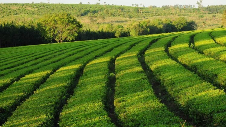 En el primer trimestre, Misiones fue la que más exportó en dólares del NEA y lideró en el Norte Grande las Manufacturas de Origen Agropecuario En el primer trimestre, Misiones fue la que más exportó en dólares del NEA y lideró en el Norte Grande las Manufacturas de Origen Agropecuario