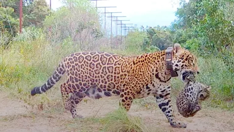 Alegría para la fauna silvestre: nacieron dos yaguaretés en los Esteros del Iberá
