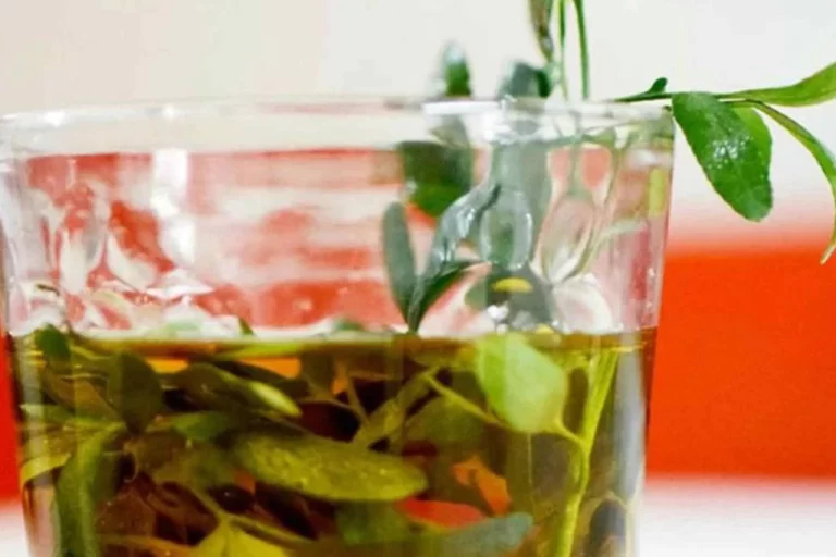 ¿Por qué se ingiere caña con ruda cada 1 de agosto?