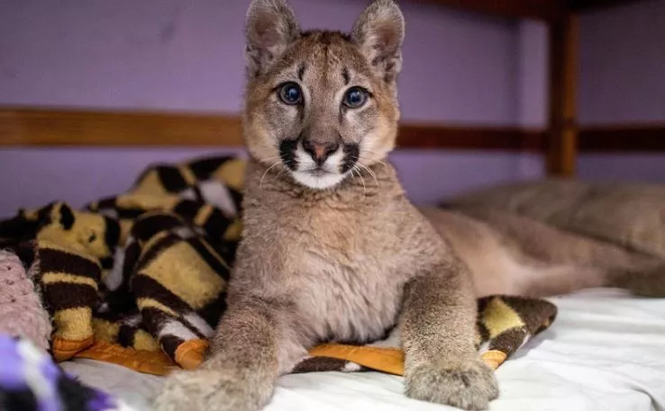 Lola Limón, la primera puma declarada “animal no humano sujeto de derechos” Lola Limón, la primera puma declarada “animal no humano sujeto de derechos”