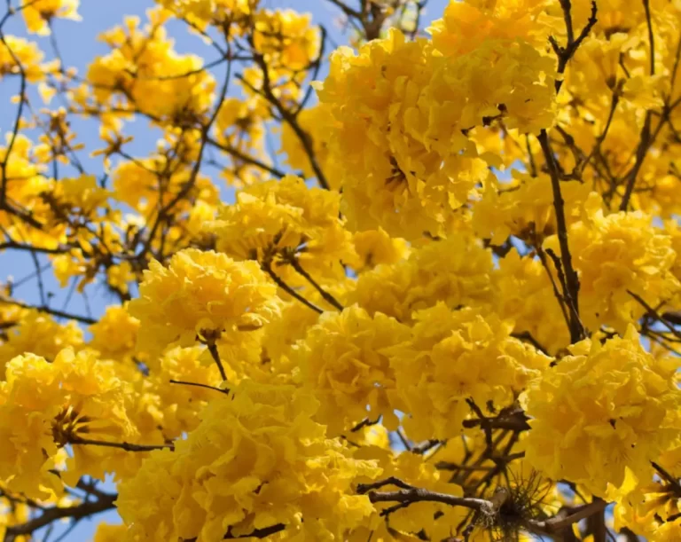 Jornada inestable con una temperatura máxima que alcanzará los 26 °C