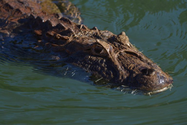 ¿Sabés cómo se ve un yacaré después de cazar un coendú (puercoespín nativo)? ¿Sabés cómo se ve un yacaré después de cazar un coendú (puercoespín nativo)?