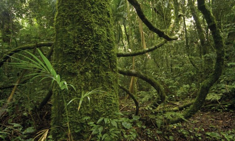 Bosque Atlántico, uno de los biomas más amenazados del planeta y más ricos en biodiversidad se conserva y recupera en Misiones