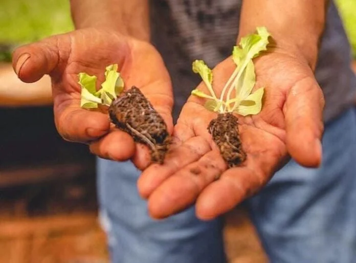 La Legislatura misionera aprobará este jueves la ley de producción y promoción de bioinsumos: un paso histórico para la sustentabilidad en la agroindustria
