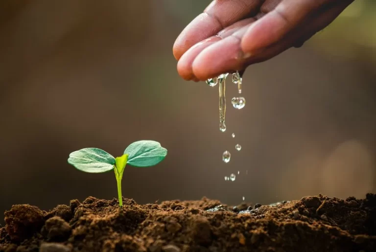 Plan de respuesta al cambio climático: participación ciudadana en Posadas, Iguazú y San Vicente