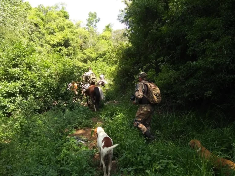 Misiones por ley prohibirá presencia de perros en áreas protegidas
