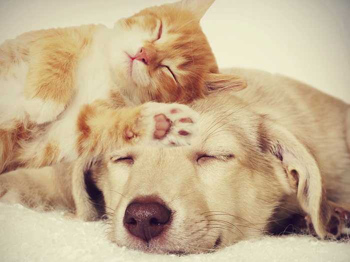 DIRECCIÓN DE ZOONOSIS – TURNOS Y NUEVA UBICACIÓN