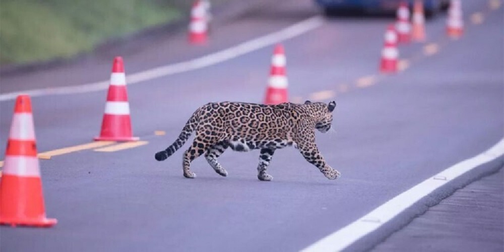 Misiones implementa un nuevo plan de control vial para evitar atropellamientos de fauna en rutas
