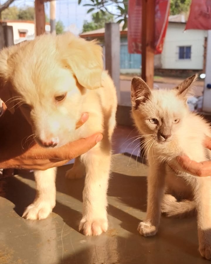 Desde la Dirección de Zoonosis queremos recordar que el Quirófano Móvil de Zoonosis está prestando servicios en la zona de las 2000 hectareas: Desde la Dirección de Zoonosis queremos recordar que el Quirófano Móvil de Zoonosis está prestando servicios en la zona de las 2000 hectareas: