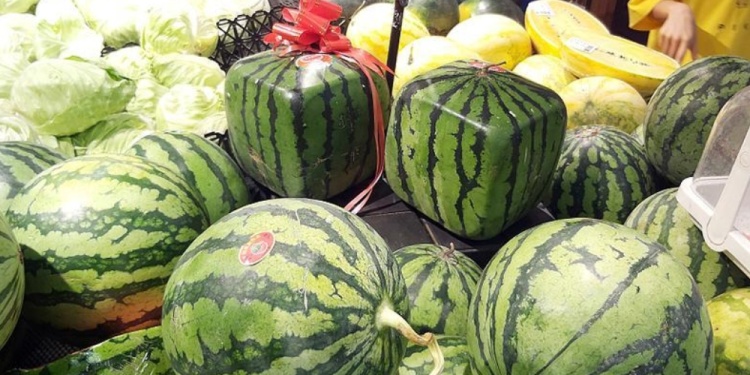 Sandías cuadradas se imponen cada vez más por la aceptación de clientes