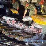 Intentaban ingresar a Misiones con 720 kilos de pescado ilegal, que tenia como destino Iguazu