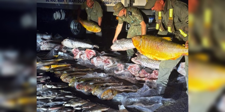 Intentaban ingresar a Misiones con 720 kilos de pescado ilegal, que tenia como destino Iguazu